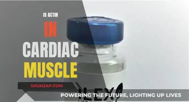 The Role of Actin in Cardiac Muscle Function