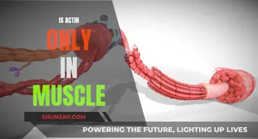 Actin: Muscle-Specific or More?