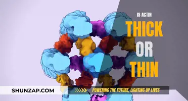 Actin: Understanding the Thick and Thin Filaments