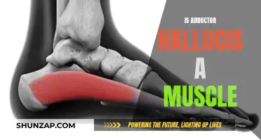 Adductor Hallucis: A Muscle with a Unique Function