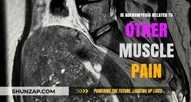Adenomyosis and Muscle Pain: Exploring Potential Connections and Symptoms