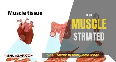 Muscle Anatomy: Striated or Not?