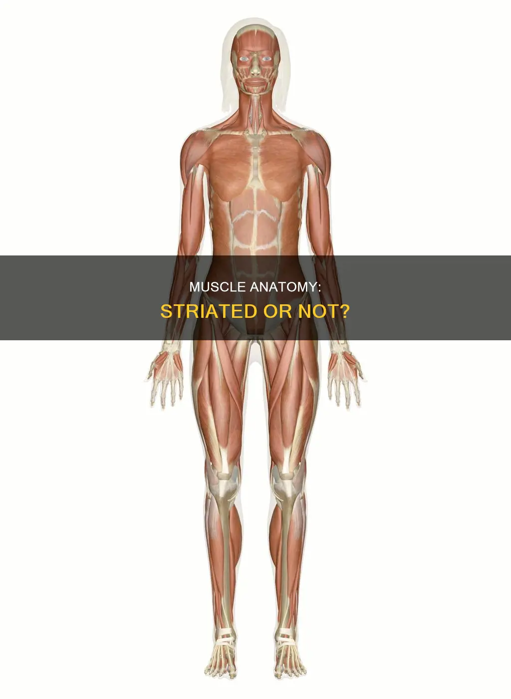 is all muscle striated