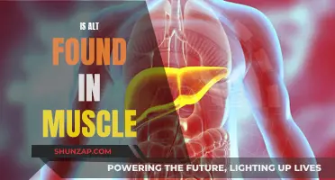 ALT and Muscle Health: What's the Connection?
