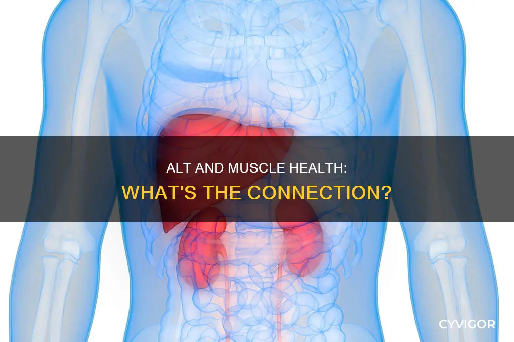 is alt found in muscle