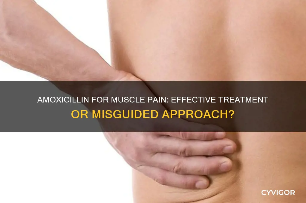 is amoxicillin good for muscle pain