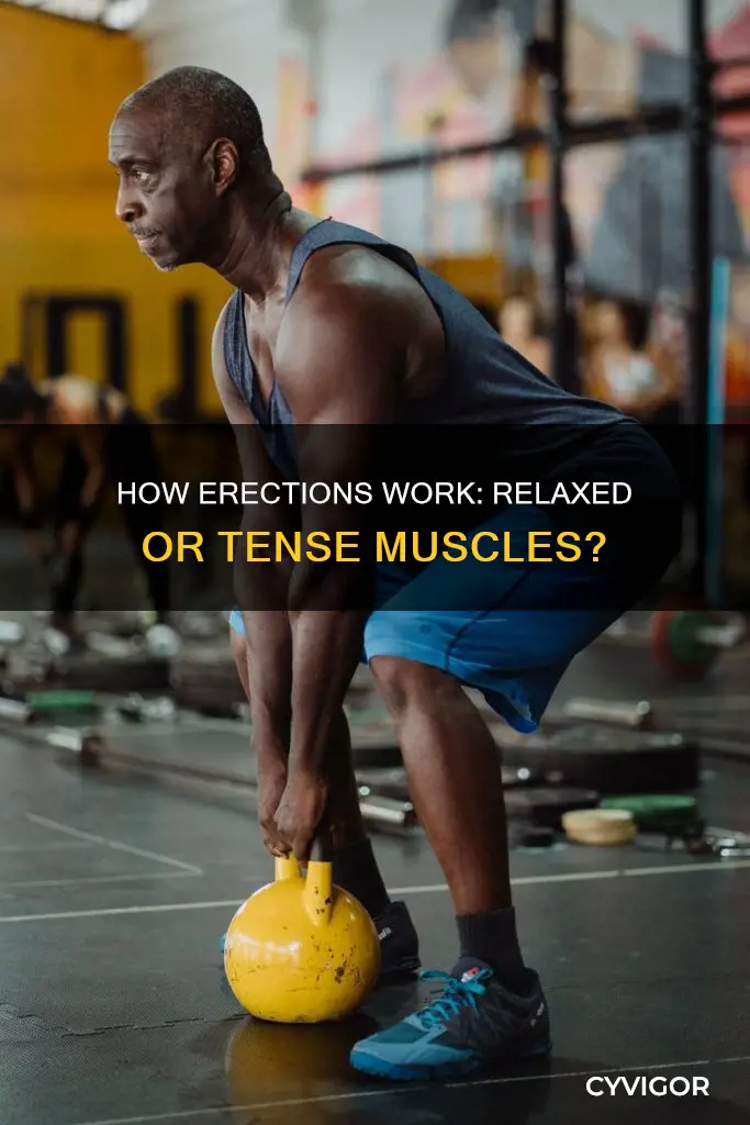 is an erection caused by relaxed or tense muscle