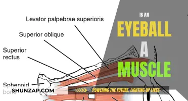 The Eyeball Muscle Mystery: Fact or Fiction?