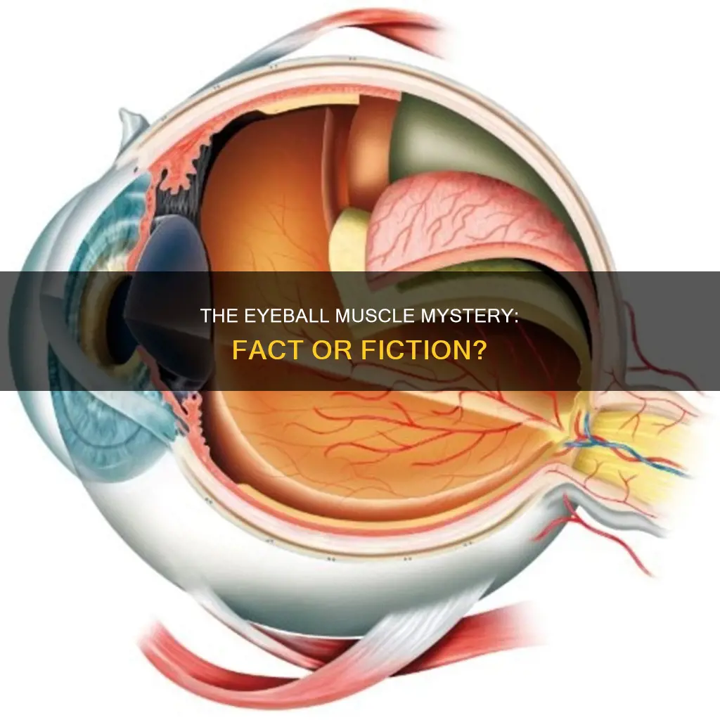 is an eyeball a muscle