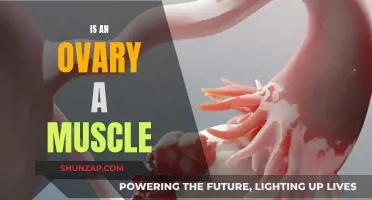 The Ovarian Muscle Mystery: Fact or Fiction?