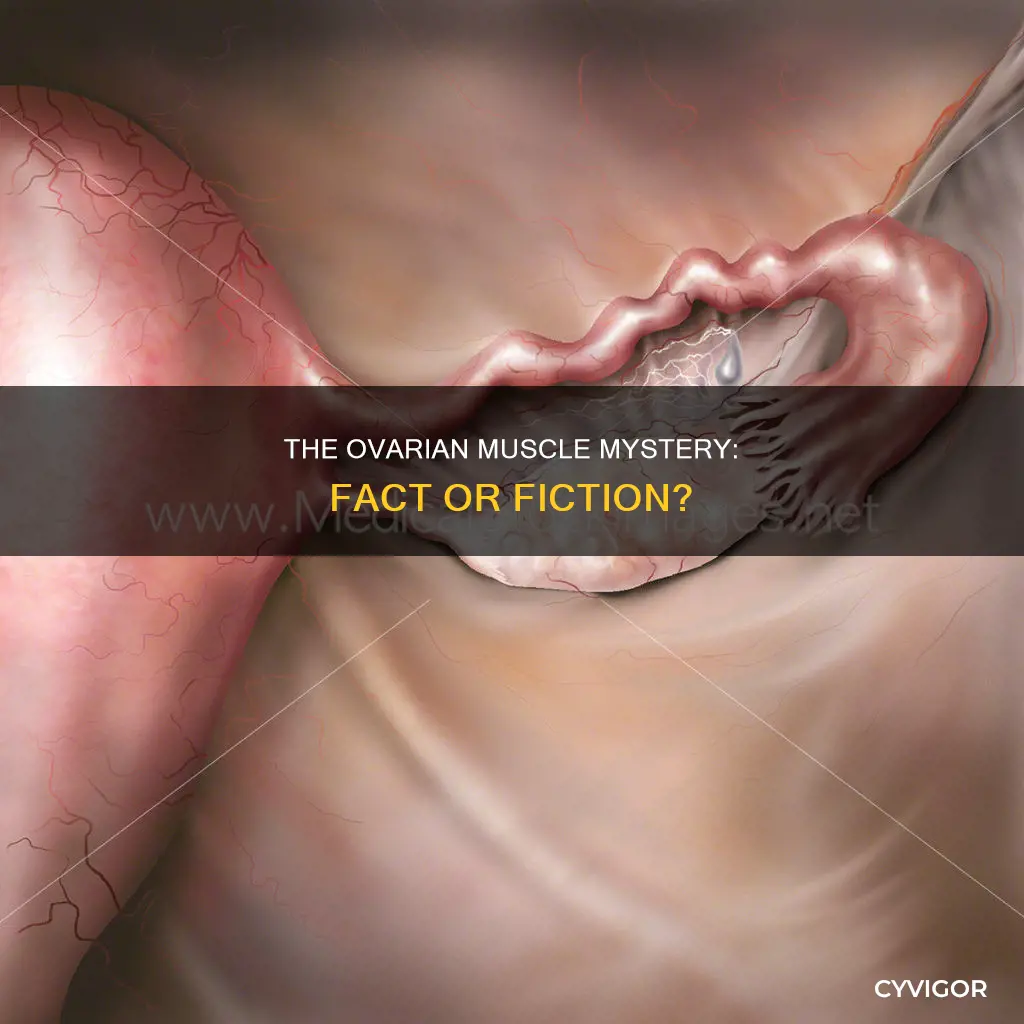 is an ovary a muscle