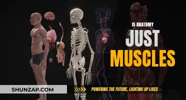 The Intricacies of Anatomy: Beyond Muscle Memorization