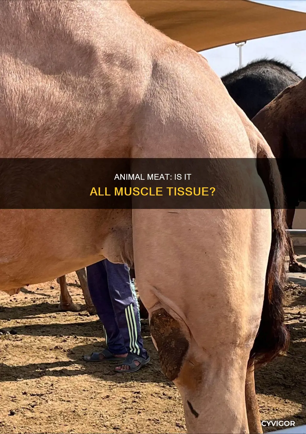 is animal meat the muscle