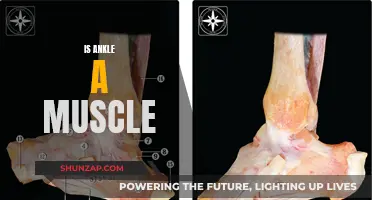 Ankle Anatomy: Is It a Muscle or Not?