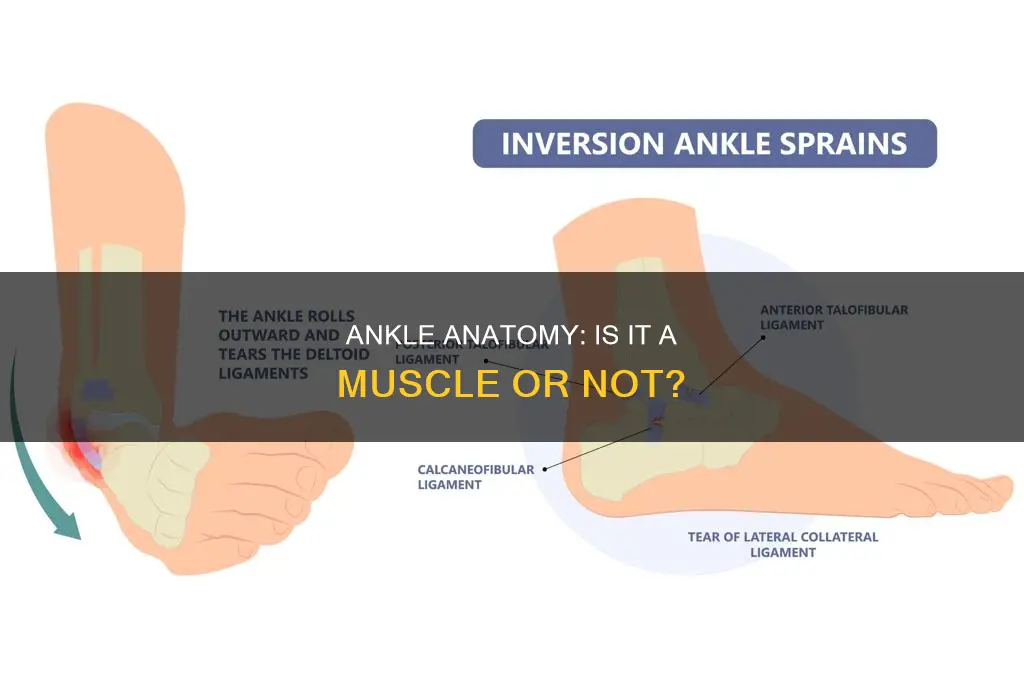 is ankle a muscle