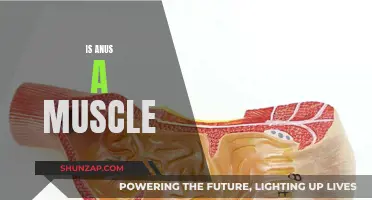 The Anus: A Muscle or Not?