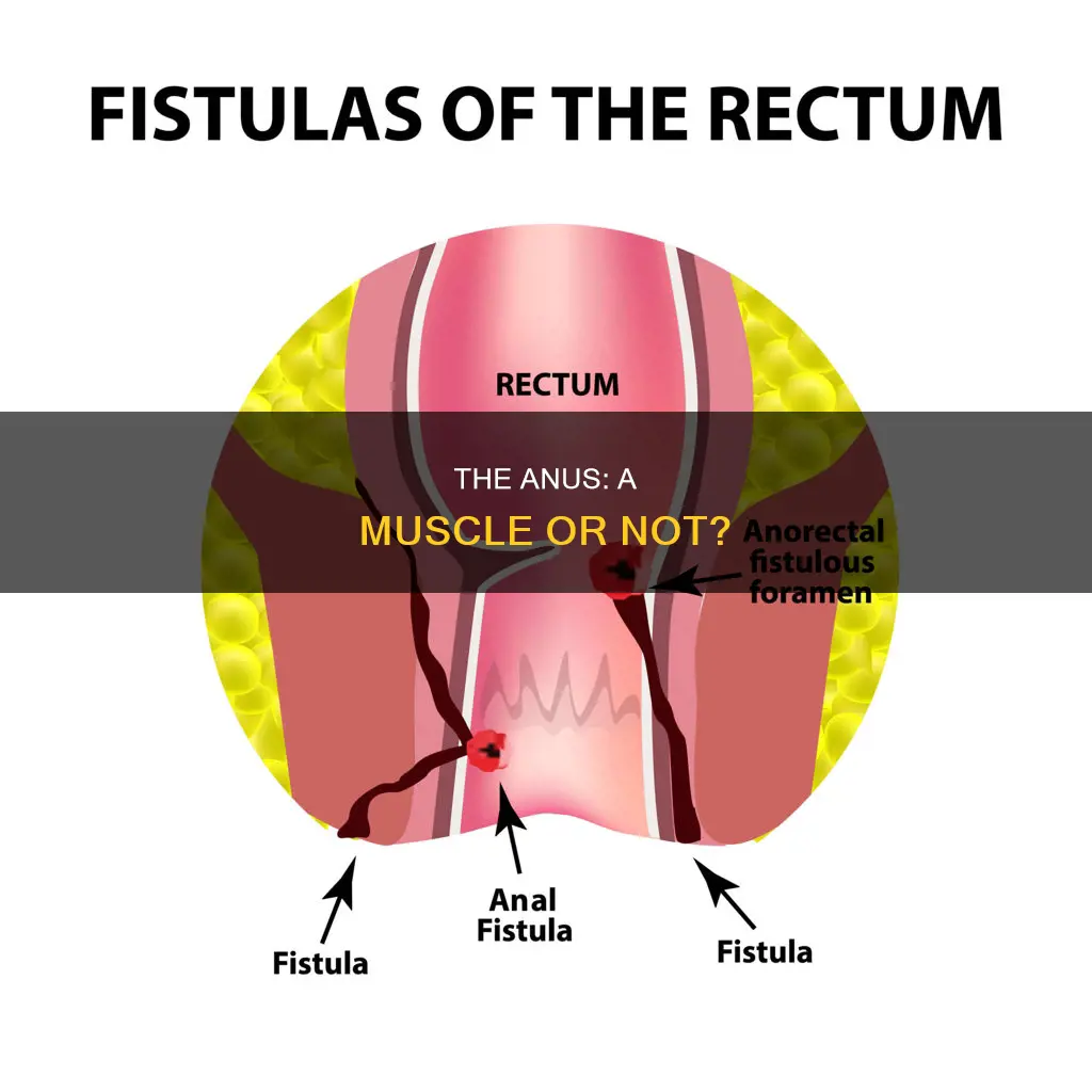 is anus a muscle
