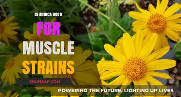 Arnica for Muscle Strains: Benefits, Uses, and Effectiveness Explained
