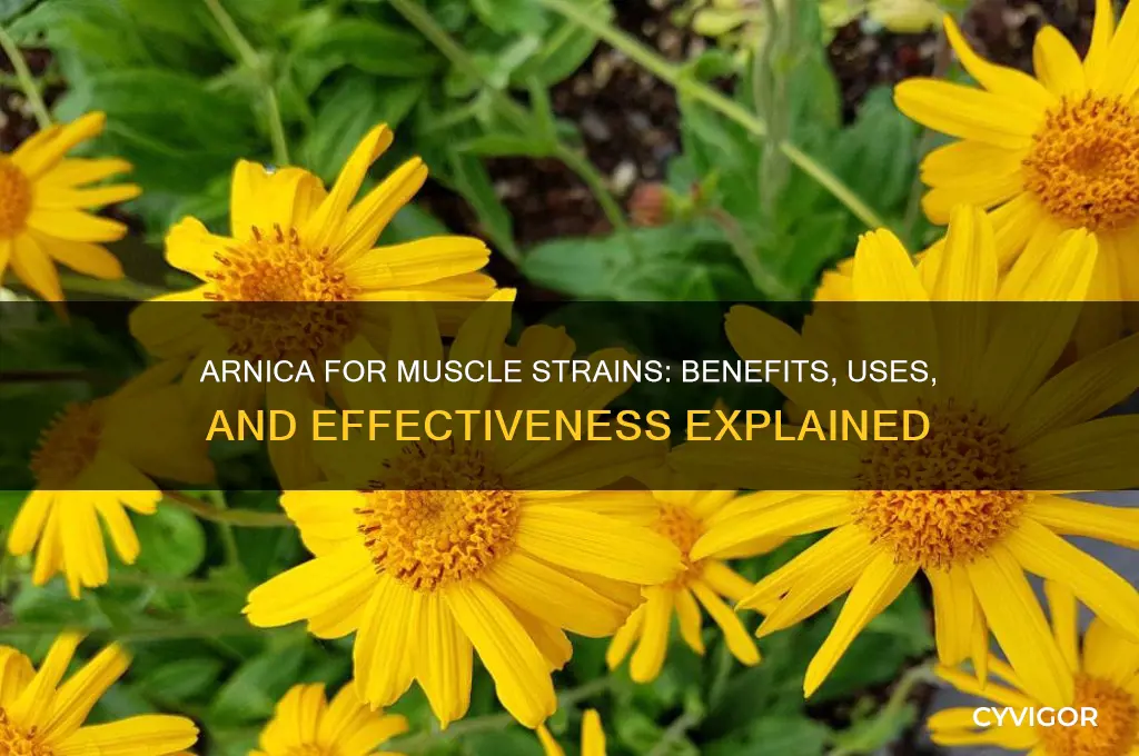 is arnica good for muscle strains