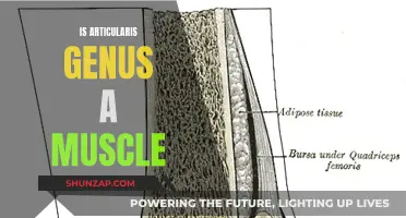 Articularis Genus: Muscle or Not?
