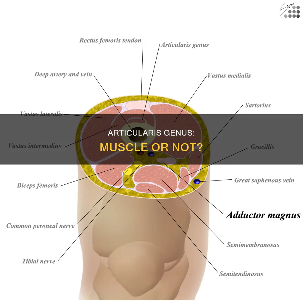 is articularis genus a muscle