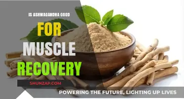 Ashwagandha's Role in Enhancing Muscle Recovery: Benefits and Evidence