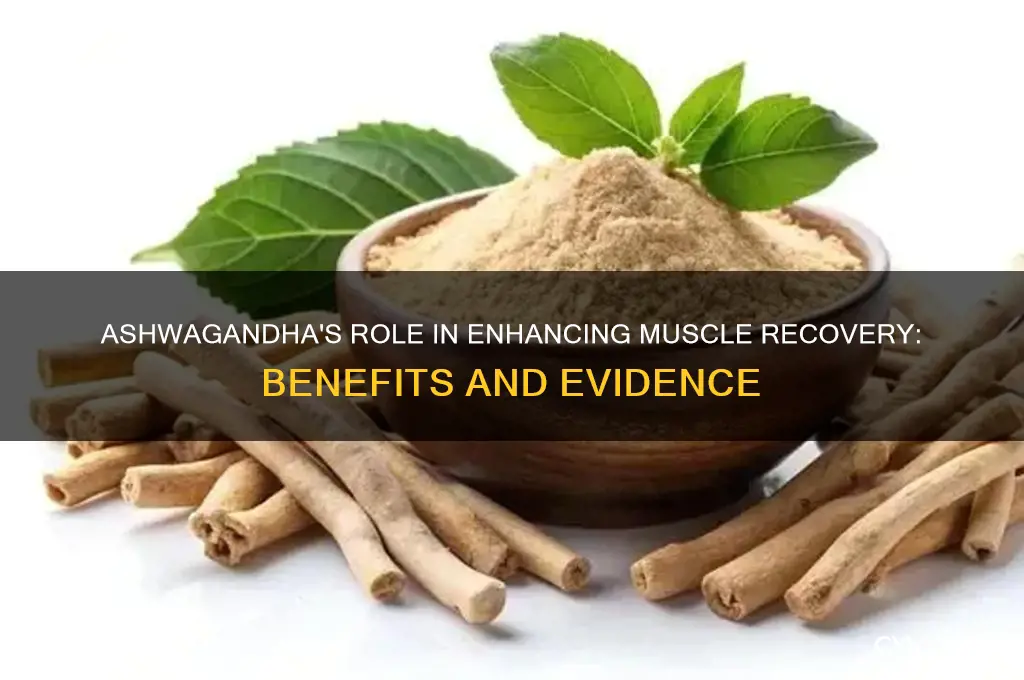 is ashwagandha good for muscle recovery