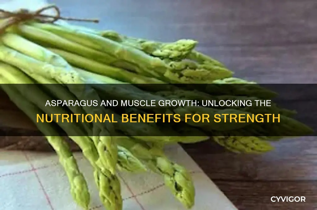 is asparagus good for muscle growth