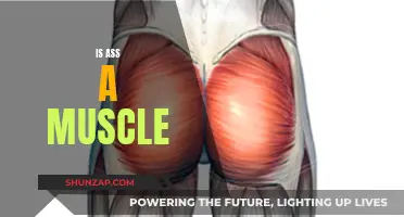 Gluteus Maximus: Is Your Behind All Muscle?