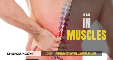 How AST Influences Muscle Function and Performance