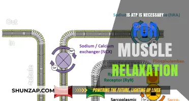 ATP's Role in Muscle Relaxation: Essential or Overrated?