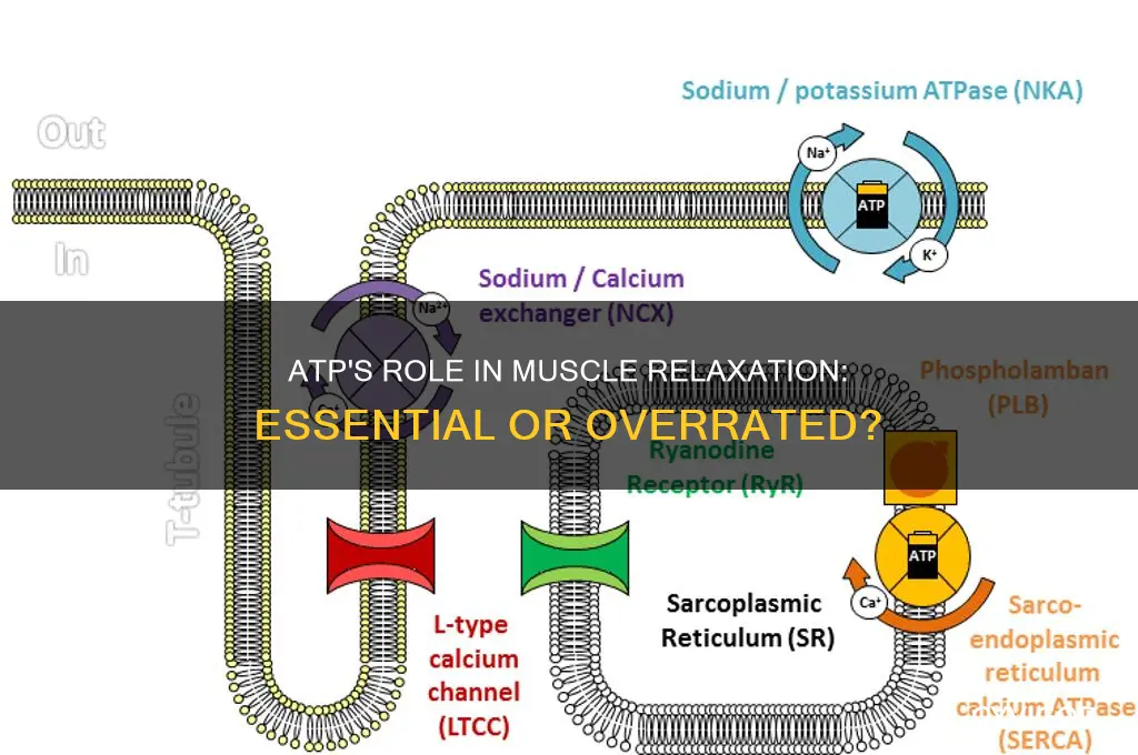 is atp is necessary for muscle relaxation