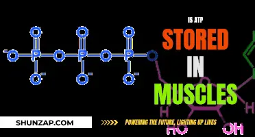 Muscle Energy: Where and How ATP is Stored