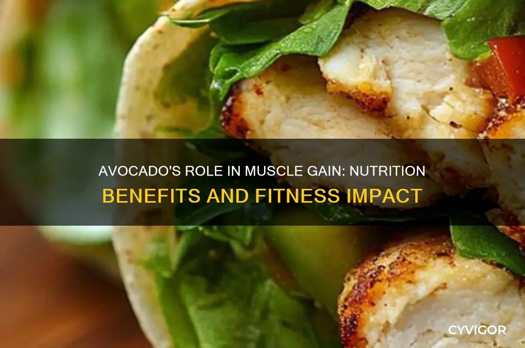 is avocado good for gaining muscle