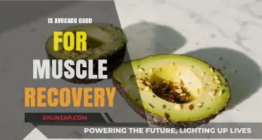 Avocado's Role in Muscle Recovery: Benefits and Nutritional Insights