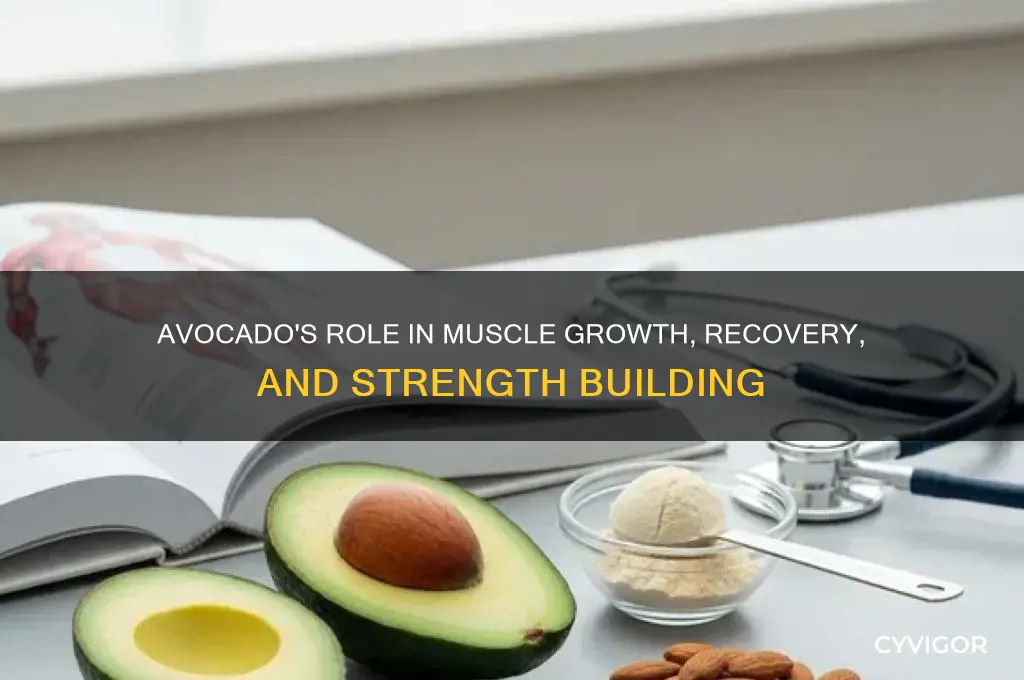 is avocado good for muscle