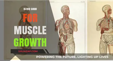 Boost Muscle Growth: The Role of Vitamin B12 in Fitness