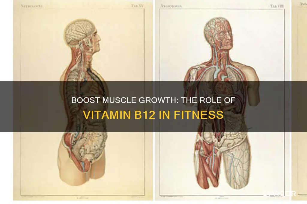 is b12 good for muscle growth
