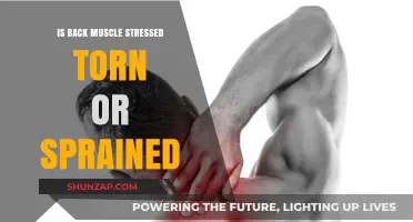Understanding Back Muscle Injuries: Torn, Sprained, or Stressed?