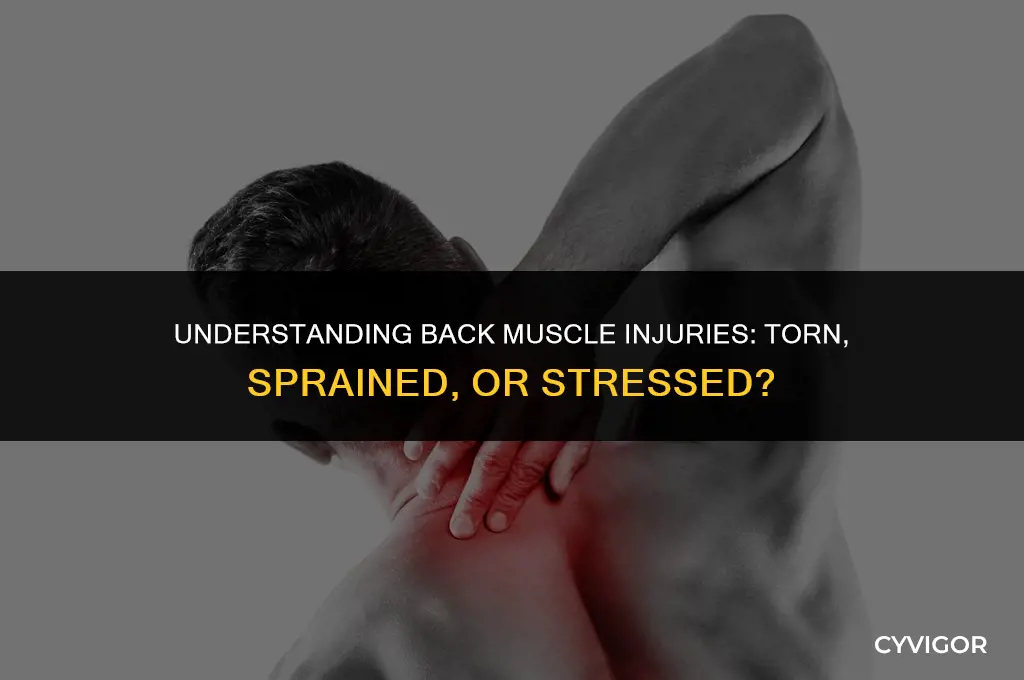 is back muscle stressed torn or sprained