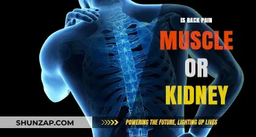 Back Pain: Muscle Strain or Kidney Issue? How to Tell