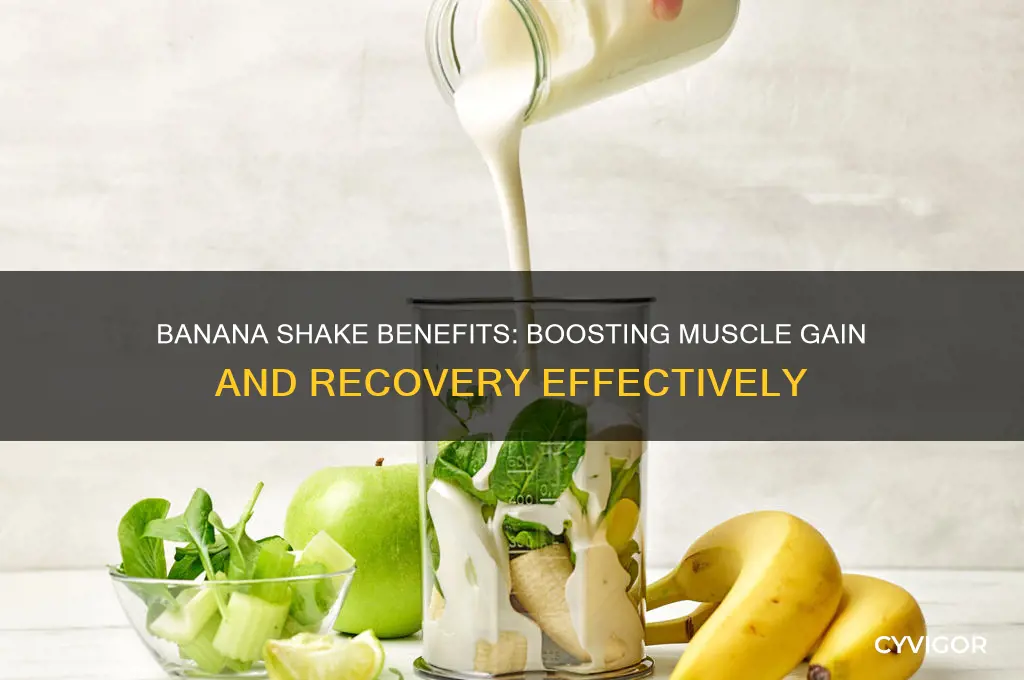 is banana shake good for muscle gain