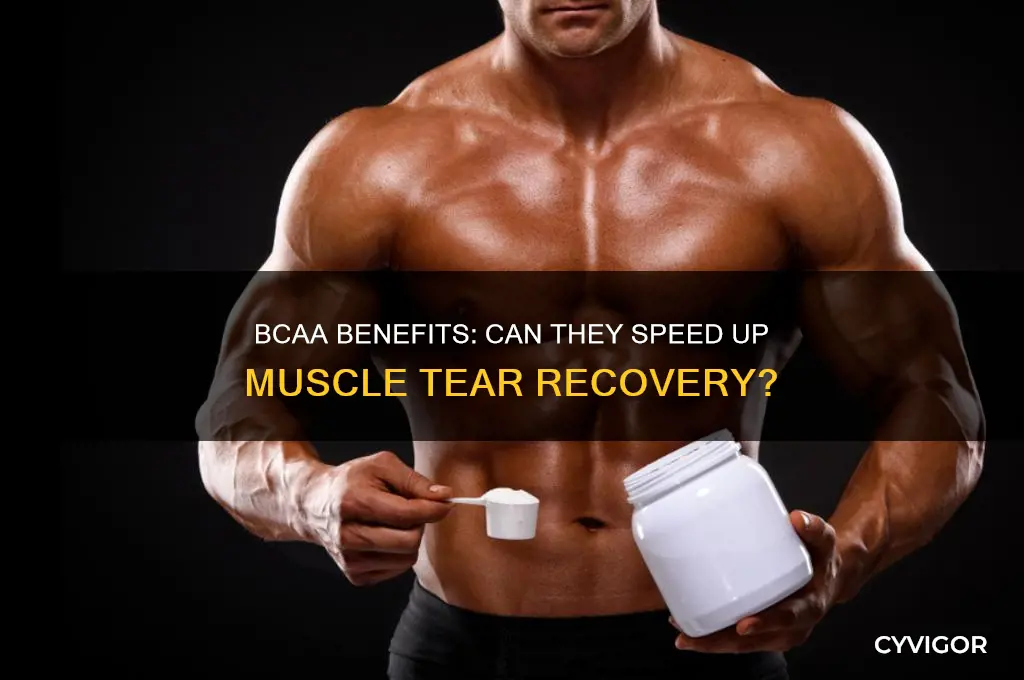 is bcaas good for muscle tear to heal