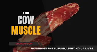 Understanding Beef: It's All About Cow Muscle