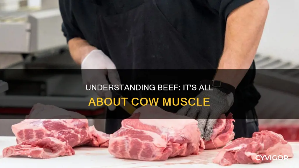 is beef cow muscle