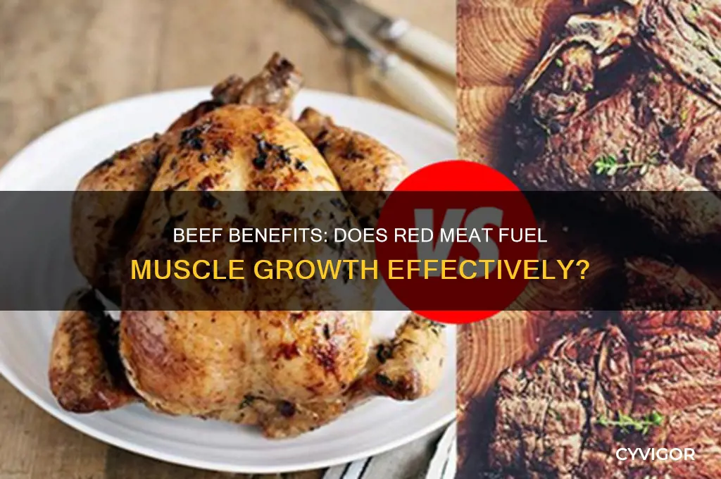 is beef good for muscle growth