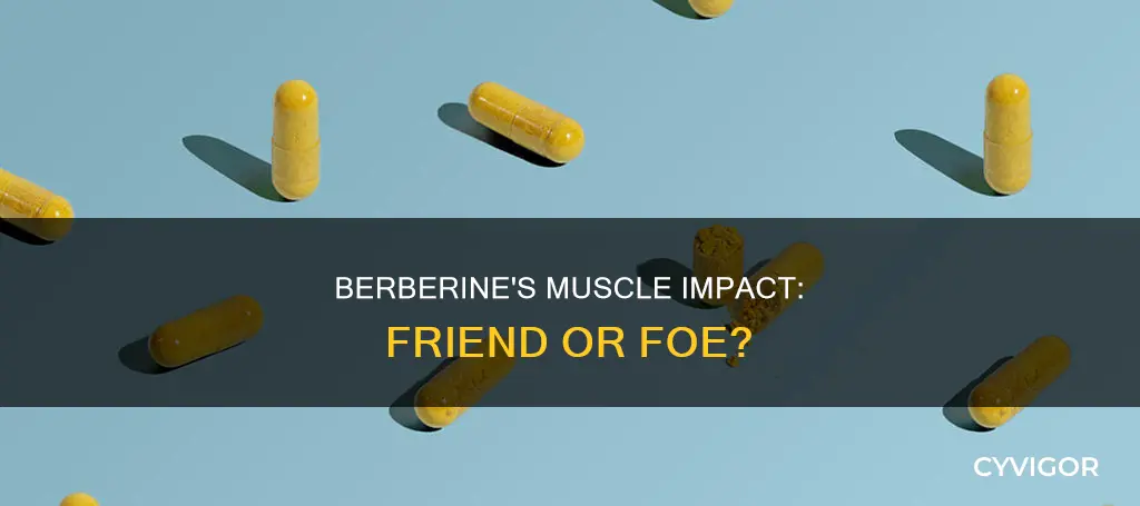 is berberine bad for muscles