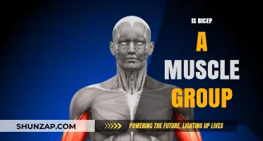 Understanding Biceps: Are They a Standalone Muscle Group?