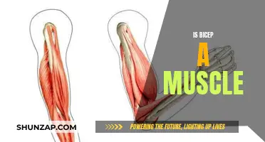 Bicep Muscle: What Is It and How to Build It?