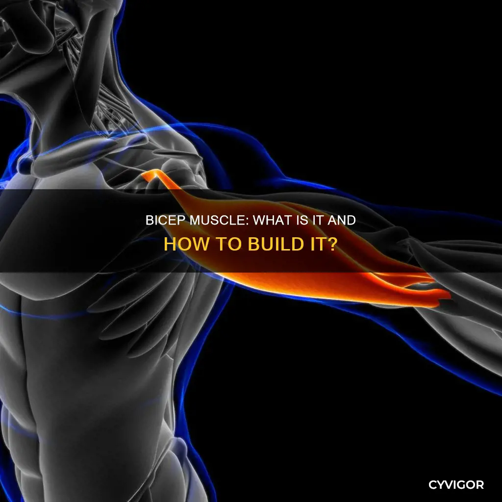 is bicep a muscle